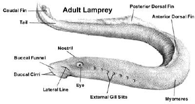 Lamprey Anatomy Flashcards | Quizlet