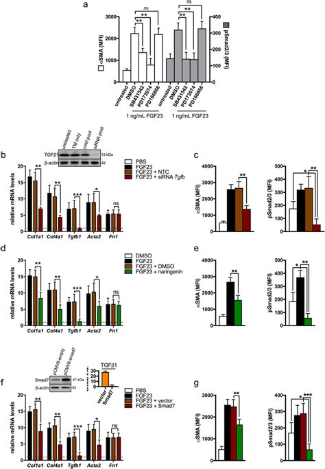 Effects of FGF23 on UUOF are mediated by FGFR and activation of TGF β1