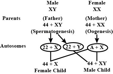 Draw A Linear Diagram Of Sex Determination In Human Beings