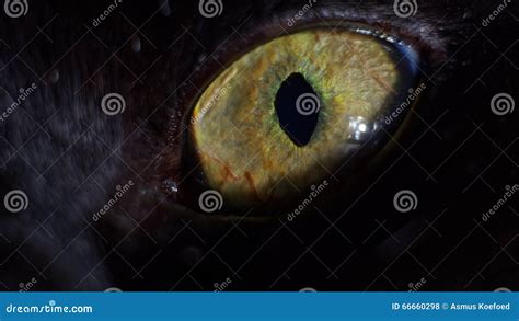 Black Cat s Eye, stock photo. Image of daemon, eyes, iris - 66660298