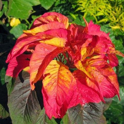 Amaranthus Seeds Amaranthus Cruenthus Red Spike Flower Seed