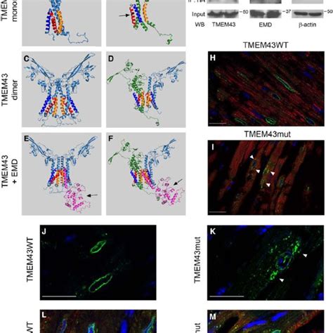 Tmem Transmembrane Protein Mutant Mut Mice Show Cardiac