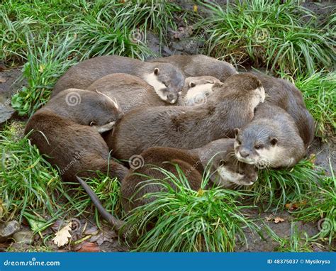 Otter friends stock image. Image of otter, protect, calm - 48375037