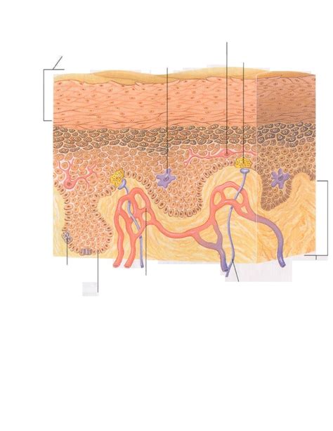 Integumentary System Diagram Pt. 2 Diagram | Quizlet