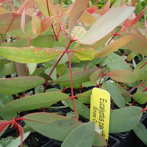 Eucalyptus pauciflora - Oz Trees - Native Plant Nursery