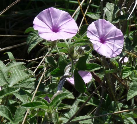 Smallpink Morning Glory Ipomoea Magnusiana INaturalist