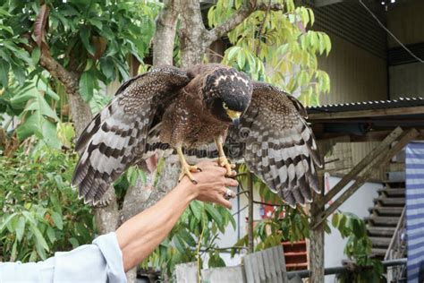 Golden Eagle Vs Peregrine Falcon Speed Questmulti