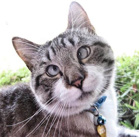 Meet Spangles, the cutest crossed-eyed cat you'll ever see (9 pics ...