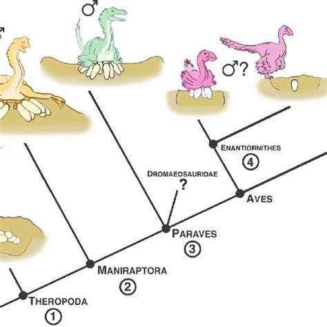 Pdf Reproduction In Mesozoic Birds And Evolution Of The Modern Avian