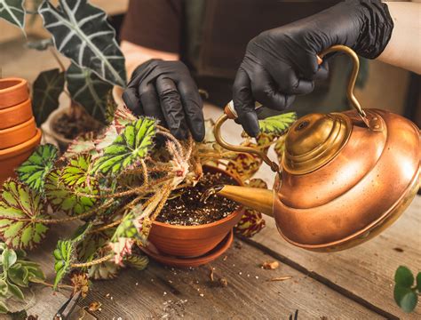 3 Plants That Love Tea Leaves