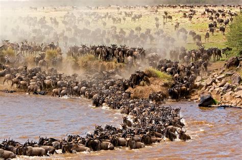 The Wildebeest Migration In Kenya Kenya Wildlife Safaris Mega