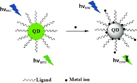 Schematic Representation Of Fluorescence Quenching Of Qds By Metal Ions