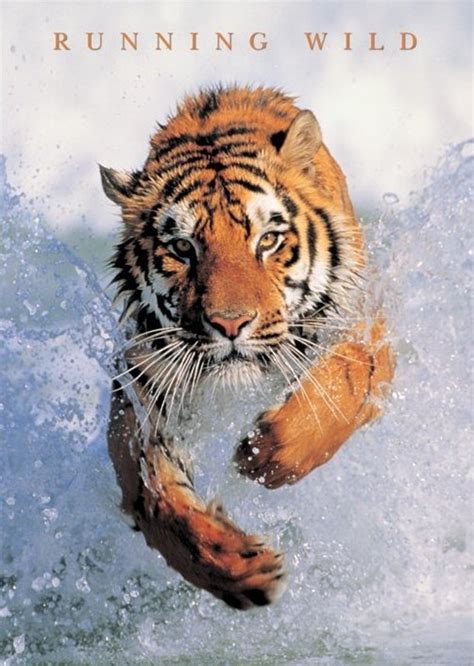 Tiger In The Water