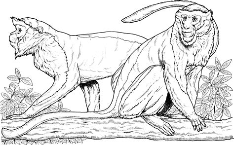 Primate Coloring Pages