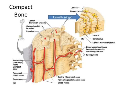 PPT - Long Bone Anatomy PowerPoint Presentation, free download - ID:5430373