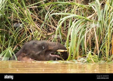 Borneo Pygmy Elephant Feeding In And Along The Kinbatangan River In The