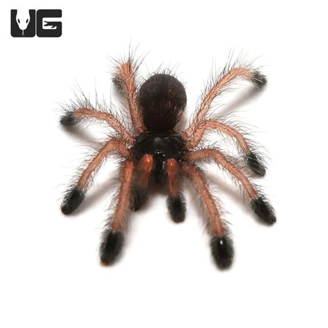 Pinktoe Tarantulas For Sale - Underground Reptiles