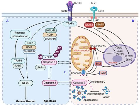 Frontiers Lubac Suppresses Il 21 Induced Apoptosis In Cd40 Activated