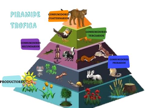 Piramide Trofica