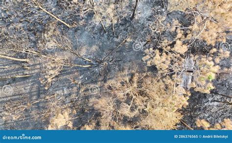 Charred Dead Vegetation Burnt Down After Wildfire Destroyed Florida