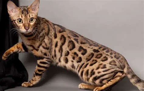 Top 6 Cat Breeds With Yellow Eyes With Pictures ThePetFAQ