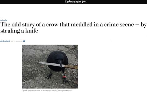 Canuck The Crow Gets International Notoriety For Stealing Knife From