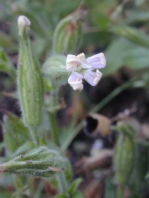 A Botanical Time Capsule