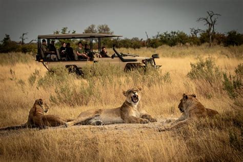 Tripadvisor 1 tägige Flugsafari von Sansibar zum Mikumi Nationalpark