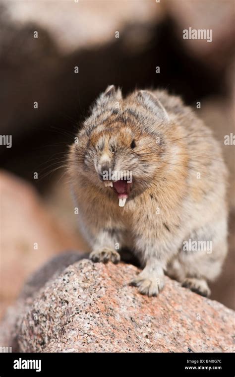 Pika Sitting Hi Res Stock Photography And Images Alamy