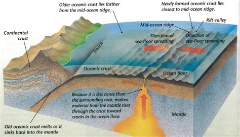 Diagram Of The Ocean Floor - Hanenhuusholli