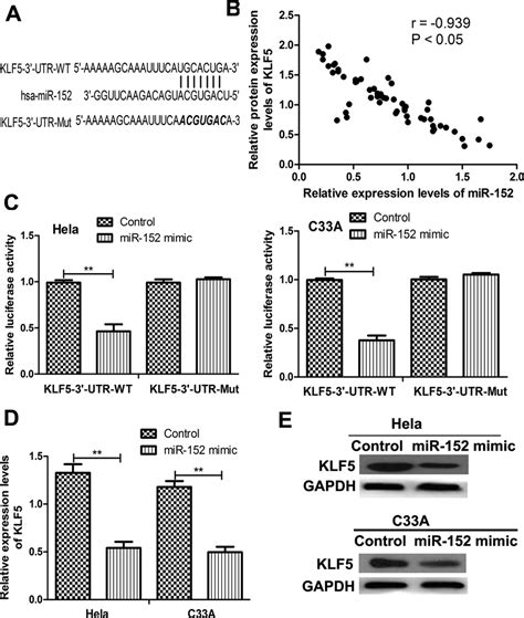 Krüppel like factor 5 KLF5 was a direct target of miR 152 in CC A