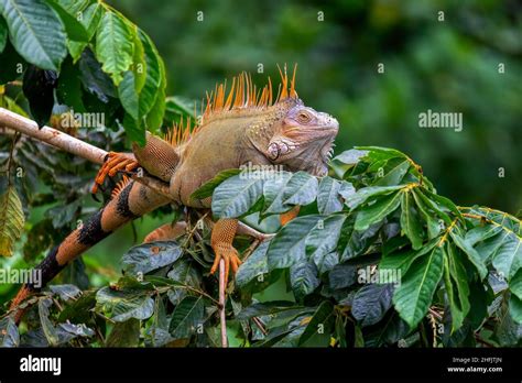 Green Iguana Iguana Iguana On Tree In Tropical Rainforest Refugio De