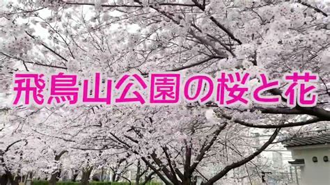 4K Tokyo Cherry Blossomsakura Japan 東京の桜 満開 北区 飛鳥山公園 Asukayama Park