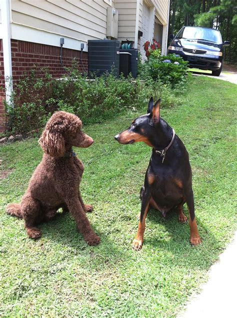 Doberman Poodle Mix