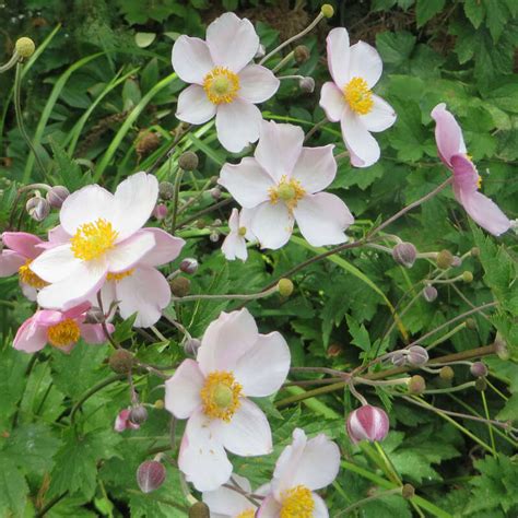 Herbstanemone Anemone Tomentosa Robustissima Weiß