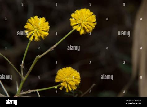 Senegal Gum Acacia Hi Res Stock Photography And Images Alamy