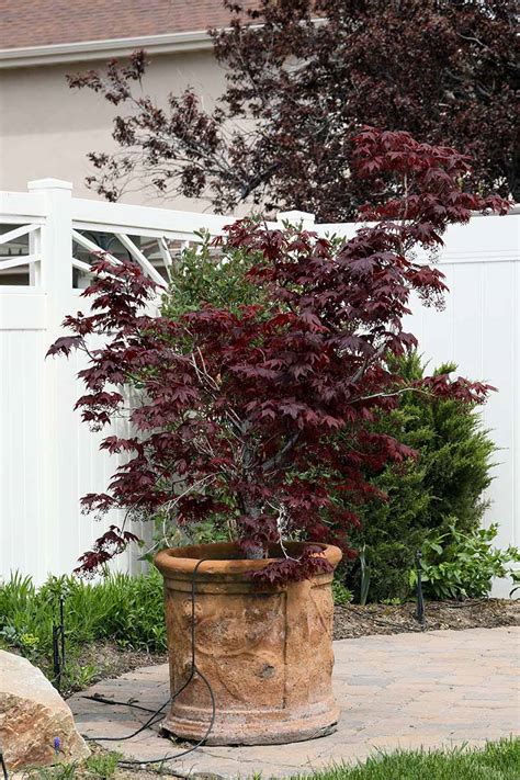 How To Grow And Care For Japanese Maple Trees