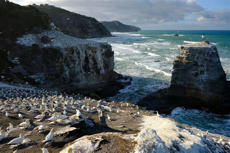 Muriwai Beach and Gannet Colony | 5050 Travelog