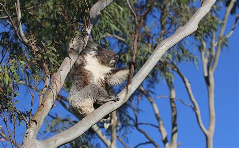 The Legend of the Australian Drop Bear – Where Did It Come From ...