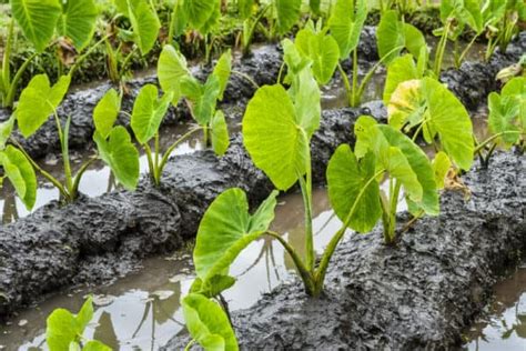 Growing Taro How To Plant And Care For This Marvelous Root Veggie