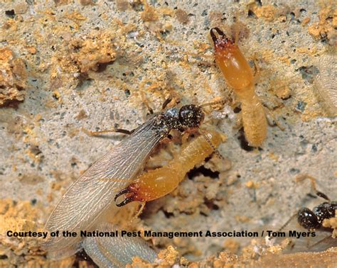 How To Spot Termites Termite Identification Pictures