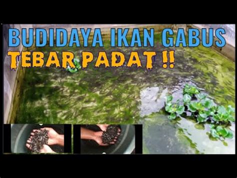 TEBAR BIBIT GABUS 2 000 EKOR DI KOLAM 3X3 METER Budidayaikan