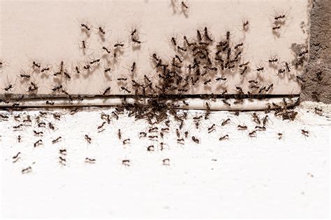 How To Identify And Prevent Ant Infestation In Walls