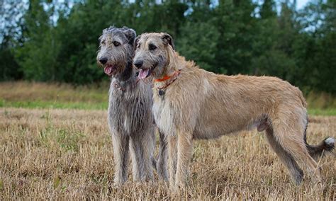 Irish Wolfhound: Characteristics, Care & Photos | BeChewy