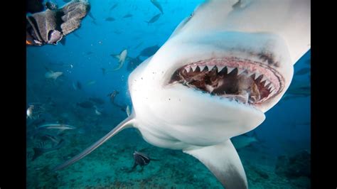 Redington Pier Shark Youtube