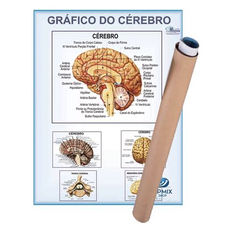 Mapa Cérebro Enrolado Laminado Gigante 120x90cm Atual Shopee Brasil