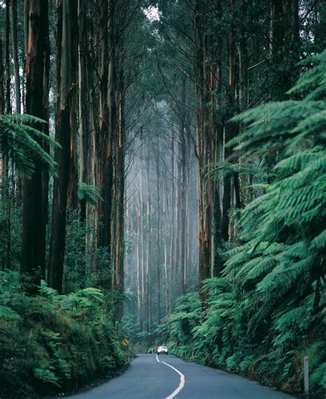 Top 10 oregon trees ideas and inspiration