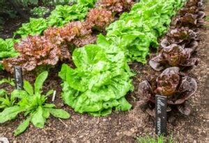 How Far Apart Should You Plant Lettuce? And Why It Matters