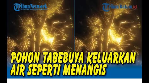 Pohon Tabebuya Keluarkan Air Seperti Menangis Youtube