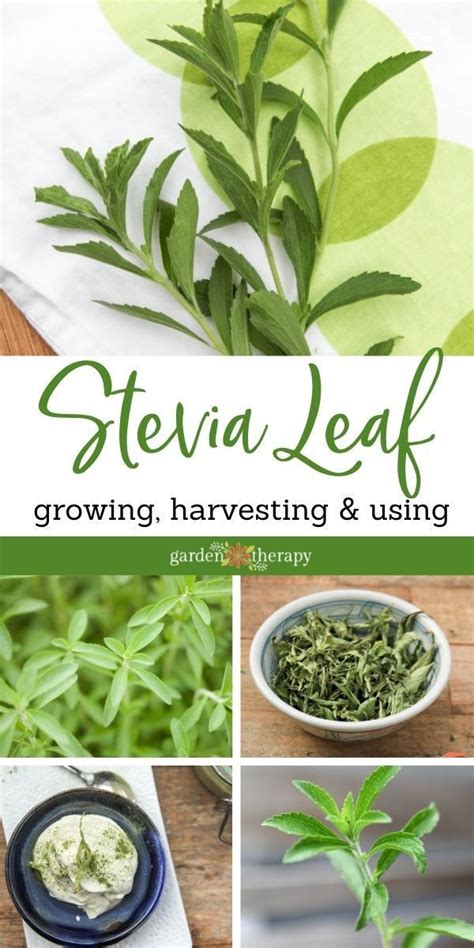 How To Grow Stevia From Cuttings Artofit